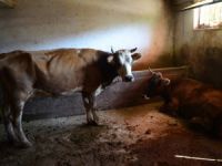 Şarbon nedeniyle 7 hayvan telef oldu