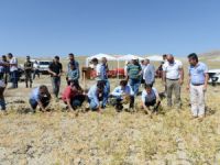 Hozat'ta organik nohut hasadı başladı