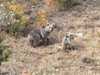 Anne ayı ve yavruları objektiflere takıldı