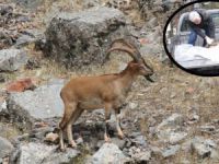 Dersim’in ‘kutsal’ hayvanı ölüyor: Zehir mi veba mı?