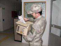 Erzincan’da kediye eziyet, Çemişgezek’te ise şefkat