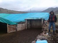 Hırsızlar koyun çaldı