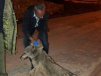 Yola inen kurda araba çarptı