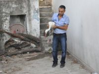 Yaralı leylek tedavi altına alındı