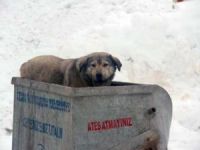 Sokak köpeğinin yiyecek bulma mücadelesi