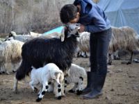 Anneleri ölen kuzulara keçi annelik yapıyor
