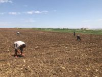 Diyarbakır karpuzu Akpazar’da yeşerecek