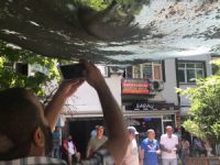 Kedilerin hamak ve müzik keyfi