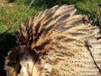 Köpeklerin saldırdığı balaban kuşunu kurtardı