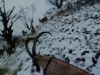 Yaban keçileri sürü halinde foto kapanla görüntülendi