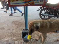 Hayvanseverlerden suluk tepkisi