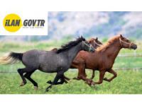 Safkan elit arap koşu tayı satışı yapılacaktır