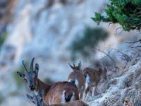 Dağ keçileri yavruları ile görüntülendi