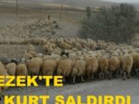 Çemişgezek’te Kurt sürüye saldırdı