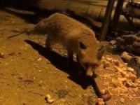 Aç kalan tilki şehir merkezine inerek karnını doyurdu