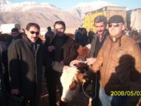 Ovacık’ta 126 Büyükbaş Hayvan Dağıtımı Yapıldı