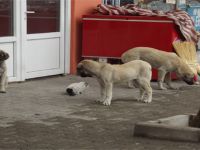 Kedi ve köpeğin şaşırtan dostluğu