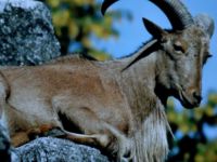 Kaçak Avcılar Yakalandı