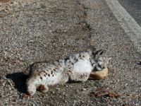 Aracın çarptığı vaşak öldü