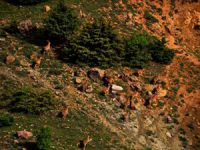 Yaban keçileri dron ile görüntülendi