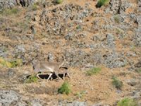 Bağın Vadisi'ndeki yaban keçilerinin sayısı yeni yavrularla artıyor
