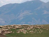 Yayla ve meralar artık göçerleri ağırlıyor