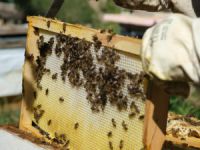 Aşırı sıcaklara karşı arıları koruyun