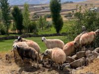 Sürüden ayrılan koyunlar vatandaş ve jandarma iş birliği ile bulundu