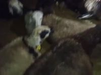 Ağrı’da kurtlar 350 koyundan oluşan sürüye saldırdı