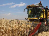 Erzurum’da ilk defa danelik mısır hasadı yapıldı
