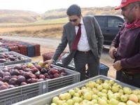 Ahlat elması yurt dışı pazarında