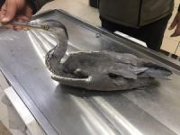 Kars’ta yaralı Gri Balıkçıl kuşu tedavi altına alındı