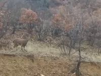 Elazığ’da yaban keçileri görüldü