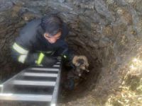 Kuyuya düşen yavru köpeği itfaiye ekipleri kurtardı