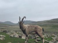 Yaralı keçi, koruma altına alındı