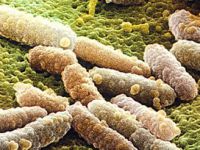 Fransa'da bir E.coli vakası daha