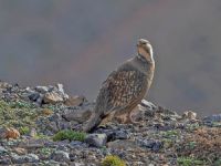 Nadir rastlanan ur kekliği Dersim’de görüldü