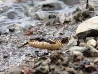 Türkiye’de yaşayan en büyük yılan Dersim’de görüldü