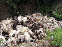 Koyun mayına bastı çoban yaralandı