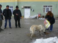 Çemişgezek, Sokak Köpeklerine Sahip Çıkıyor