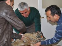 Yaralı Baykuş tedavisinin ardından doğaya bırakıldı