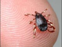 Tunceli Sağlık Müdürlüğünden KKKA hastalığı ile mücadele