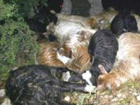 Tunceli'de 46 Hayvan  Telef Oldu