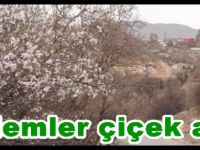Çemişgezek’te Badem Ağaçları Görsel Şölen Yaşatıyor