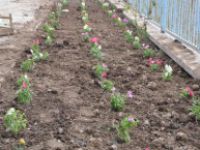 Hoca Ahmet Yesevi YİBO’da çiçek dikimi