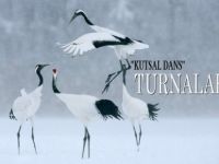Turnalar Biterse Türküler de Biter!