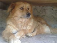 Hayvan Hakları Federasyonundan Köpek Ölümlerine Tepki!