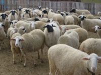 Pülümür’de 35 Küçükbaş Hayvan Çalındı