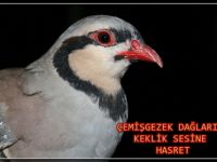 Çemişgezek, Keklik Sesine Hasret Kaldı