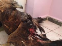 Yaralı Kartal’ın Tedavisine Başlandı